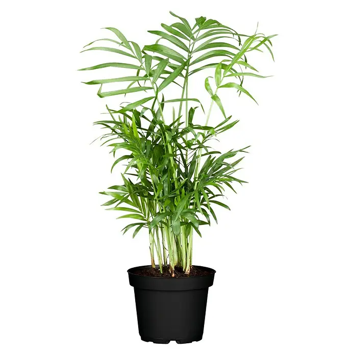 Piardino Chamaedorea - Chamaedorea elegans, Tamaño de maceta: 12 cm - Palmera de interior en maceta negra. La planta tiene muchas hojas verdes y tiene un aspecto muy decorativo. Perfecta para interiores y oficinas.