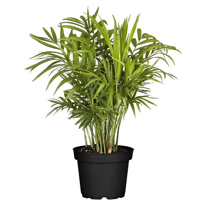 Piardino Chamaedorea - Chamaedorea elegans, Tamaño de maceta: 12 cm - Palmera de interior en maceta negra. La planta tiene muchas hojas verdes y una forma densa y arbustiva, ideal para decorar.