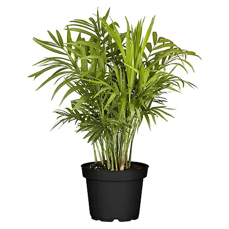 Piardino  Chamaedorea