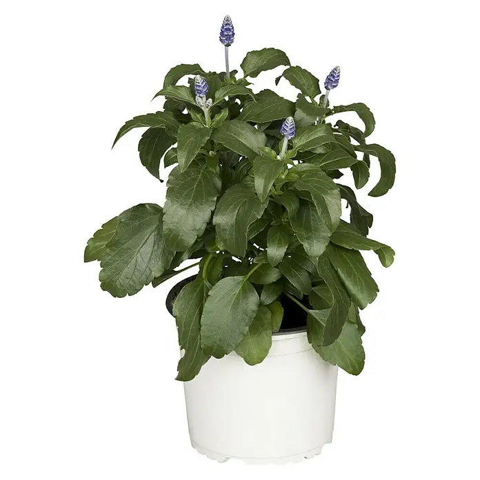 Piardino Mehliger Salbei - Salvia farinacea, Blütenfarbe: Sortenabhängig - Topfansicht der Salbei-Pflanze in einem weißen Topf. Die Blätter sind grün und die Blütenstände haben eine blaue Farbe.