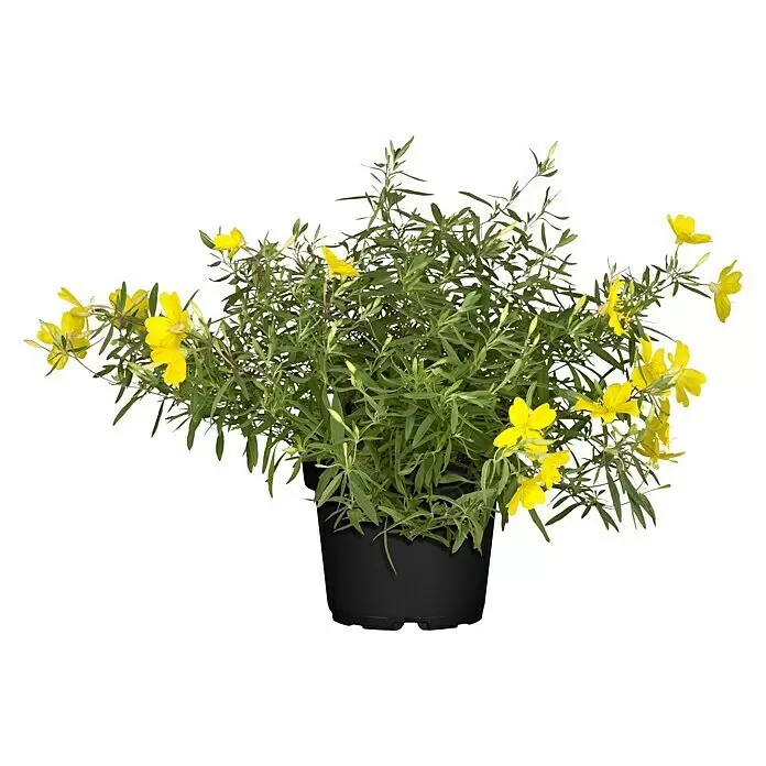 Piardino Nachtkerze - Oenothera, Topfgröße: 13 cm, Gelb - Vorderansicht