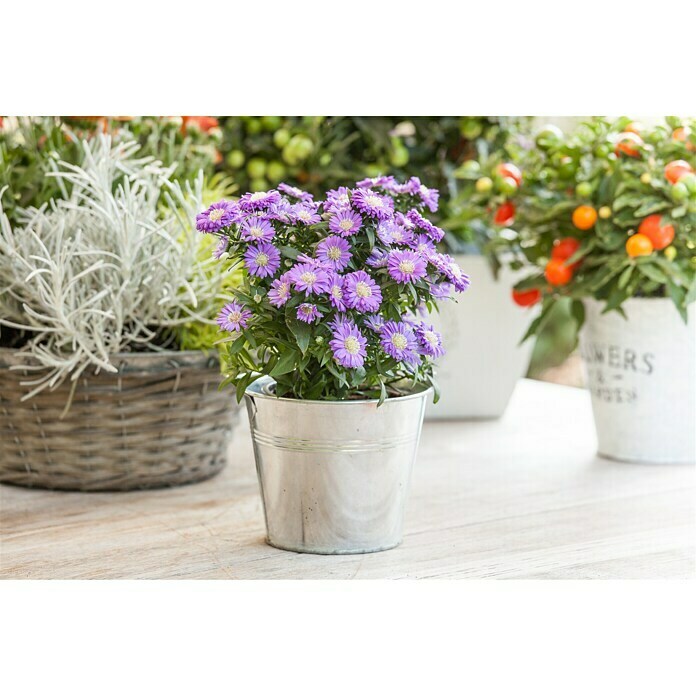 Piardino Kissen-Aster (Aster dumosus, Topfgröße: 11 cm, Sortenabhängig)