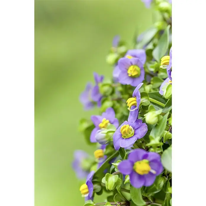 Piardino Staude Blaues Lieschen - Exacum affine, Topfgröße: 11 cm - Nahaufnahme von leuchtend lila und gelben Blüten in voller Blüte, die die komplizierten Details der Blütenblätter und des blühenden Mittelpunkts hervorhebt.
