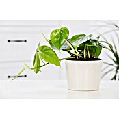 Piardino Baumfreund (Philodendron scandens, Topfgröße: 12 cm) | BAUHAUS