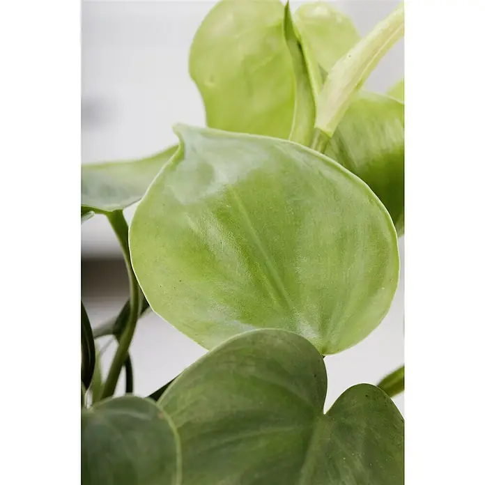 Piardino Baumfreund - Philodendron scandens, Topfgröße: 12 cm - Nahaufnahme einer Philodendron-Pflanze mit hellgrünen, herzförmigen Blättern, die eine beruhigende und natürliche Ästhetik ausstrahlen.