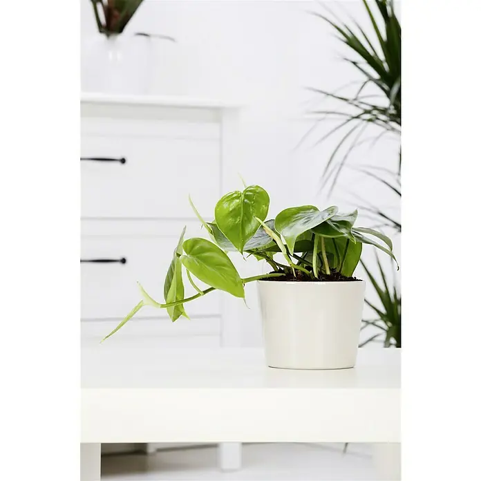 Piardino BaumfreundPhilodendron scandens, Topfgröße: 12 cm - Ein Philodendron 'Brasil' in einem weißen Topf steht auf einem weißen Tisch, mit minimalistischem Dekor im Hintergrund.