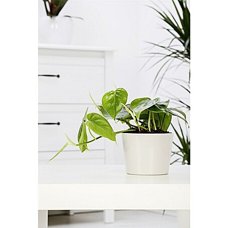 Piardino Baumfreund - Philodendron scandens, Topfgre: 12 cm online kaufen  bei BAUHAUS