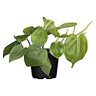 Piardino Baumfreund (Philodendron scandens, Topfgröße: 12 cm)