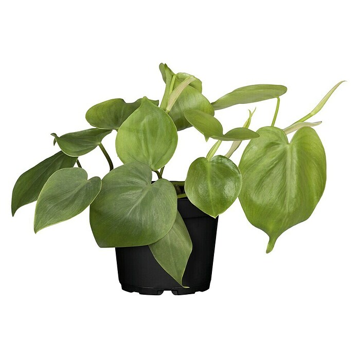 rds plant ltd RDS 6