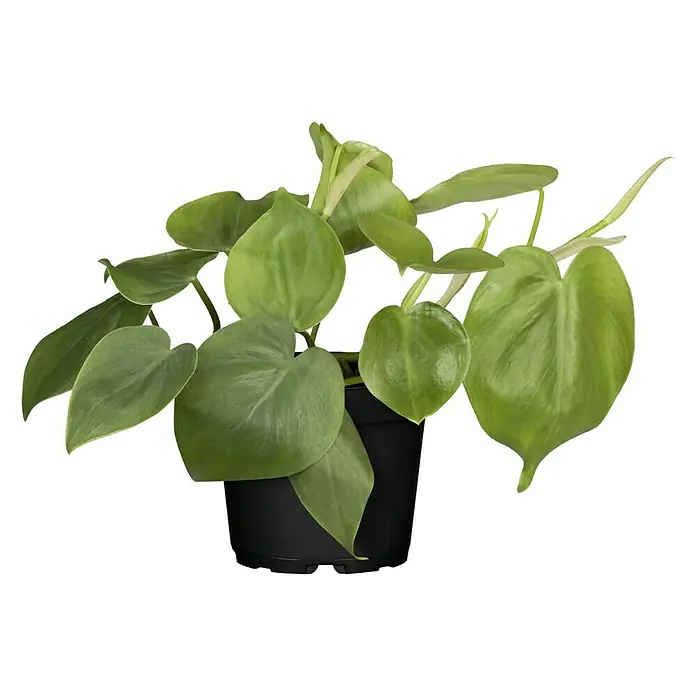 Piardino Baumfreund - Philodendron scandens, Topfgröße: 12 cm - Nahaufnahme einer Philodendron Lemon Lime Pflanze in einem schwarzen Topf. Die Pflanze hat leuchtend grüne Blätter.