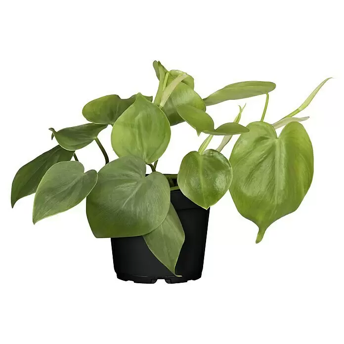 Piardino BaumfreundPhilodendron scandens, Topfgröße: 12 cm