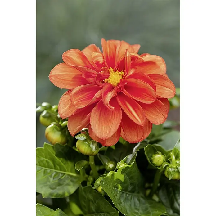 Piardino Dahlie - Dahlia, Topfgröße: 13 cm - Nahaufnahme einer orangefarbenen Dahlie mit gelber Mitte, umgeben von grünen Blättern und Knospen.