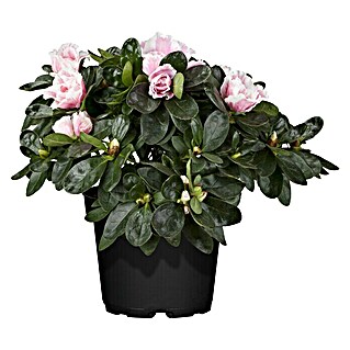 Piardino Zimmerazalee (Rhododendron simsii, Topfgröße: 12 cm, Rosa/Rot/Weiß)