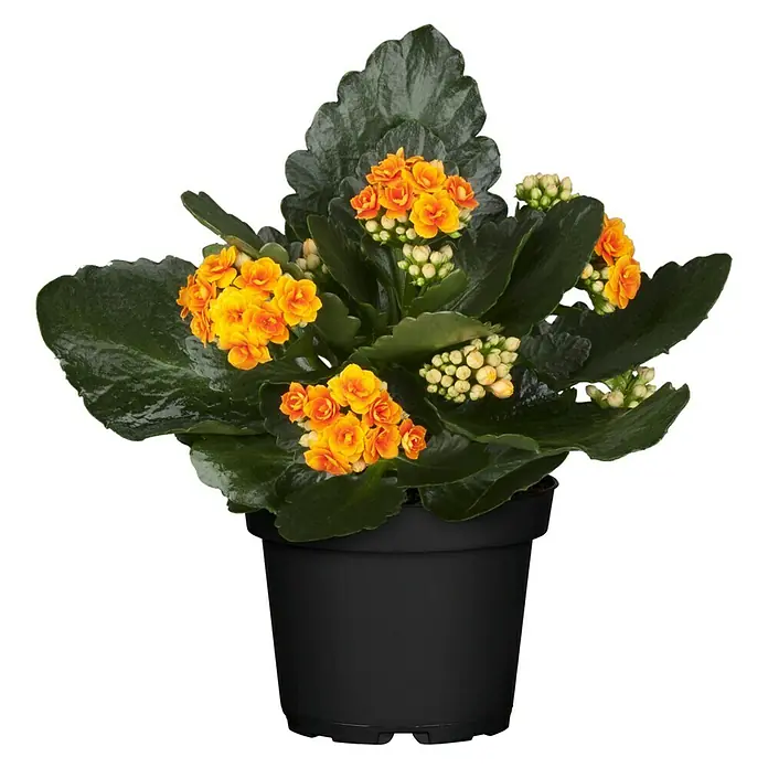 Piardino Kalanchoe blossfeldiana - Kalanchoe blossfeldiana Queen® Roseflowers®, Tamaño de maceta: 11 cm, Blanco/Amarillo/Rosa - Primer plano de una planta de Kalanchoe con flores de color naranja brillante y hojas verdes en una maceta negra.