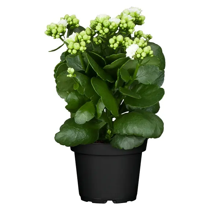 Piardino Kalanchoe blossfeldiana - Kalanchoe blossfeldiana Queen® Roseflowers®, Tamaño de maceta: 11 cm, Blanco/Amarillo/Rosa - Una planta de Kalanchoe en maceta, en plena floración, con hojas verdes y exuberantes y delicadas flores blancas, ideal como adorno interior.