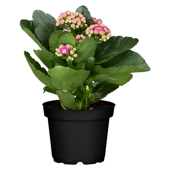 Piardino Kalanchoe blossfeldiana - Kalanchoe blossfeldiana Queen® Roseflowers®, Tamaño de maceta: 11 cm, Blanco/Amarillo/Rosa - Planta de interior Kalanchoe con flores rosas en una maceta negra. Ideal para los alféizares.