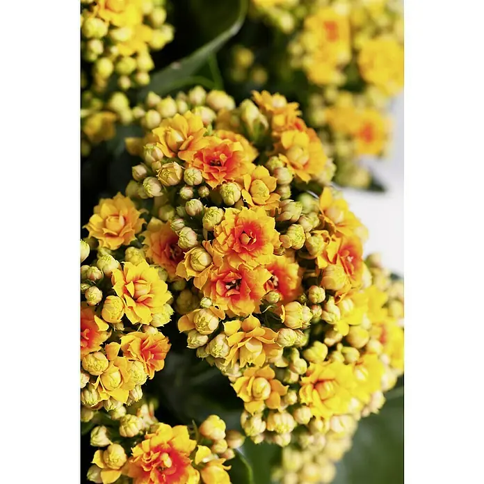 Piardino Kalanchoe blossfeldiana - Kalanchoe blossfeldiana Queen® Roseflowers®, Tamaño de maceta: 11 cm, Blanco/Amarillo/Rosa - Primer plano de vibrantes flores de Kalanchoe de color amarillo-naranja, formando densos racimos con numerosas flores y capullos.
