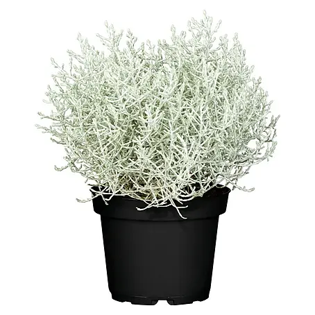Piardino  Silberkörbchen