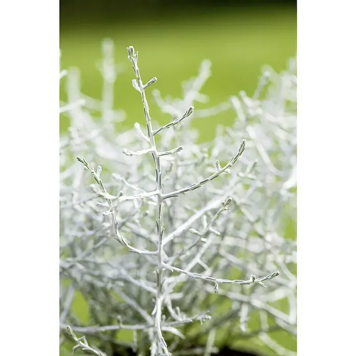 Silberkörbchen im Set - 6 Stk., Calocephalus brownii, Topfgröße: 11 cm, Silberblau - Nahaufnahme einer attraktiven, silbrig-weißen Strauchpflanze mit verzweigten Stängeln, die sich von einem grünen Hintergrund abhebt.