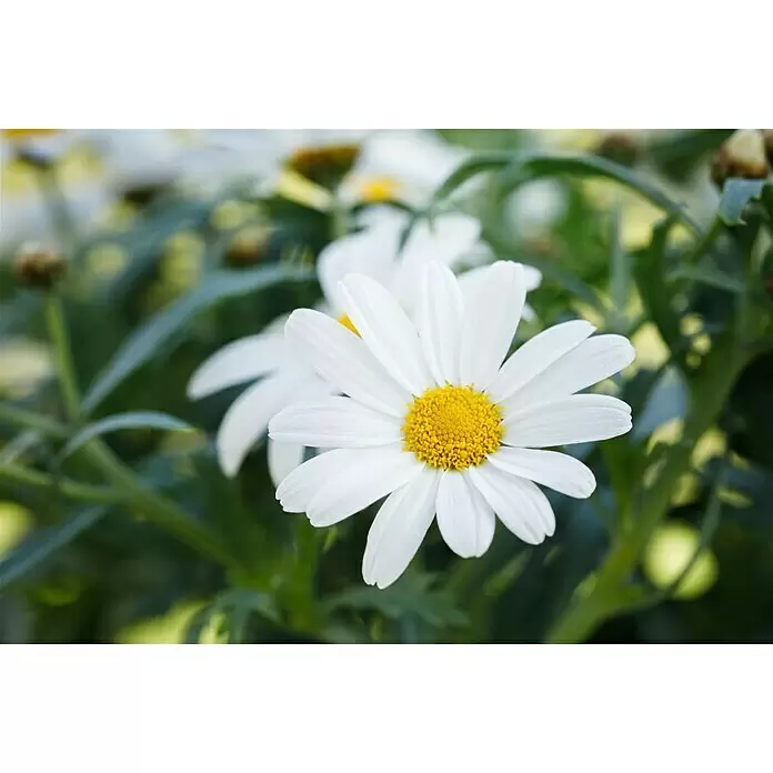 Piardino Strauchmargerite - Argyranthemum frutescens, Weiß - Stimmungsaufnahme