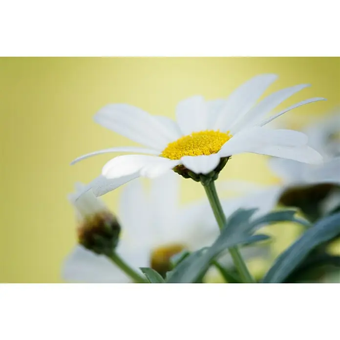 Piardino Strauchmargerite - Argyranthemum frutescens, Weiß - Nahaufnahme einer weißen Margerite mit gelber Mitte vor einem weichen, gelben Hintergrund. Die Blütenblätter sind zart und anmutig.