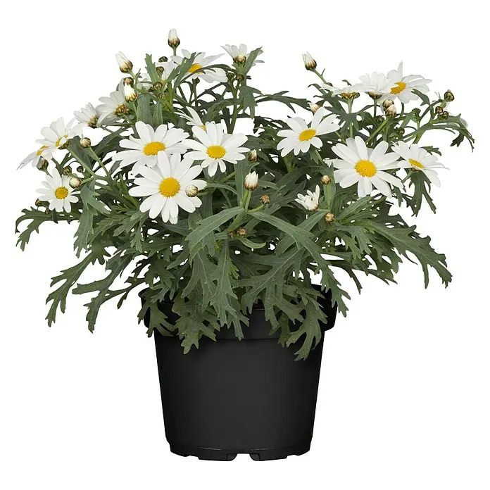 Piardino StrauchmargeriteArgyranthemum frutescens, Weiß - Topfansicht von Margeriten mit weißen Blütenblättern und gelber Mitte in einem schwarzen Topf.