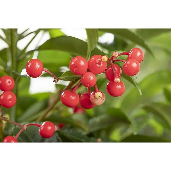 Piardino Gekerbte Spitzblume - Ardisia crenata, Topfgröße: 14 cm, Weiß - Nahaufnahme von roten Korallenbeeren vor einem unscharfen grünen Hintergrund, die die leuchtende Farbe und Textur der Beeren hervorhebt.