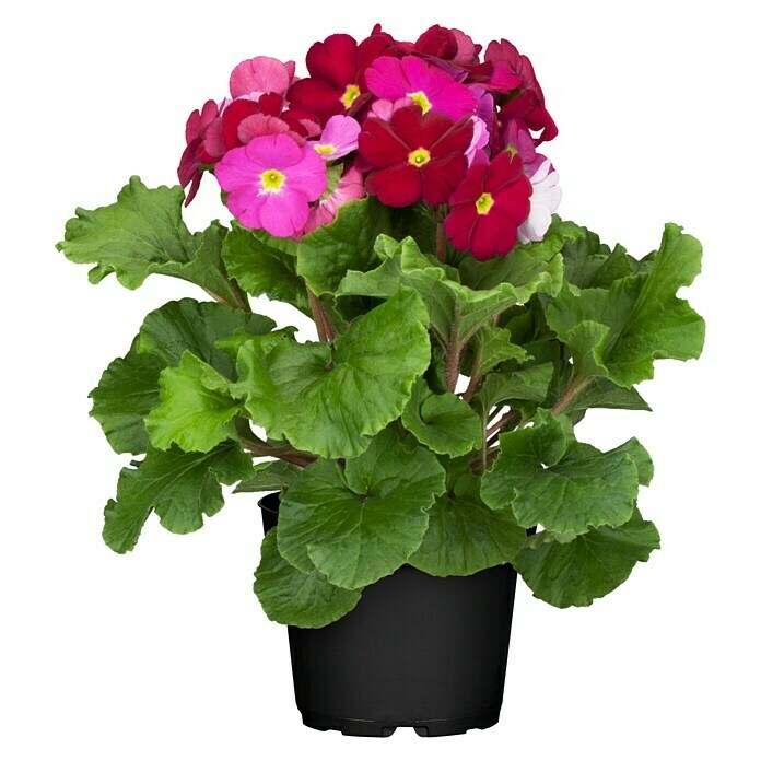 Piardino Primel (Primula obconica, Topfgröße: 12 cm, Verschiedene Farben) | BAUHAUS