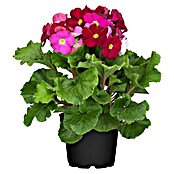 Piardino Primel (Primula obconica, Topfgröße: 12 cm, Verschiedene Farben) | BAUHAUS