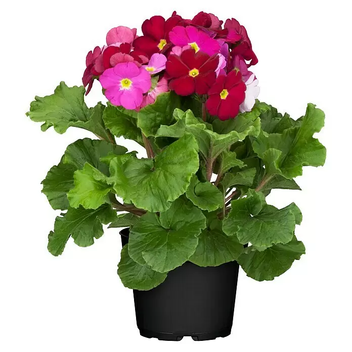 Piardino Primel - Primula obconica, Topfgröße: 12 cm, Verschiedene Farben - Vorderansicht