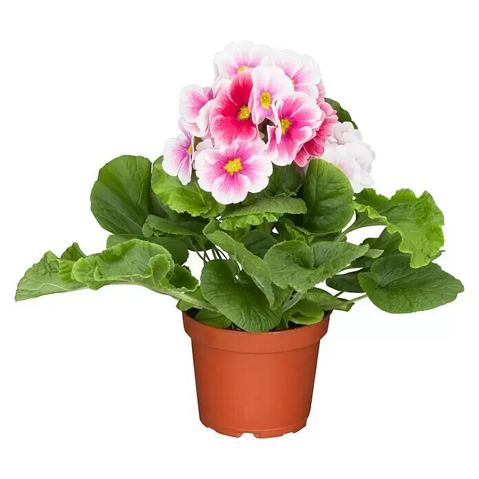 Piardino Primel - Primula obconica, Topfgröße: 12 cm, Verschiedene Farben - Vorderansicht