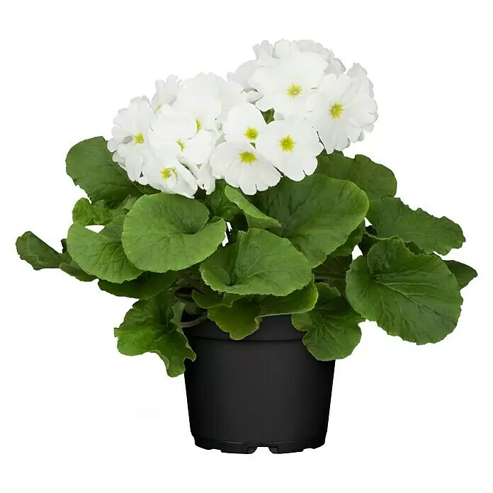 Piardino Primel - Primula obconica, Topfgröße: 12 cm, Verschiedene Farben - Vorderansicht