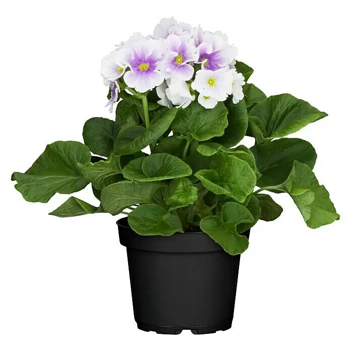 Piardino Primel - Primula obconica, Topfgröße: 12 cm, Verschiedene Farben - Vorderansicht