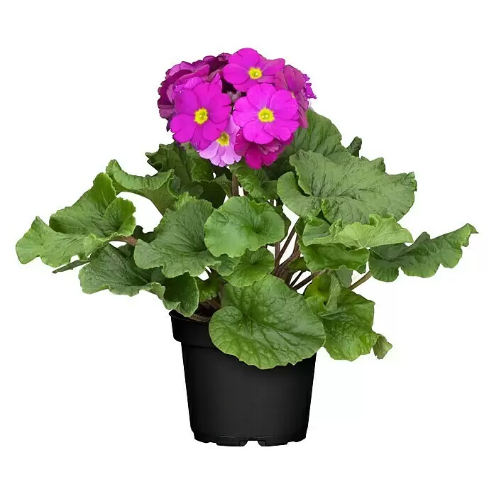Piardino Primel - Primula obconica, Topfgröße: 12 cm, Verschiedene Farben - Vorderansicht