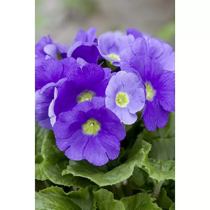 Piardino Primel - Primula obconica, Topfgröße: 12 cm, Verschiedene Farben - Stimmungsaufnahme