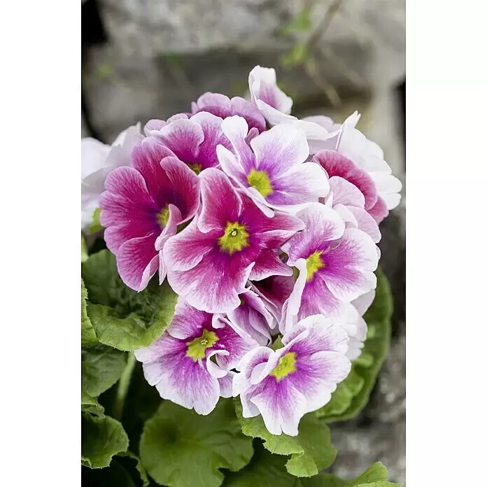 Piardino Primel - Primula obconica, Topfgröße: 12 cm, Verschiedene Farben - Stimmungsaufnahme