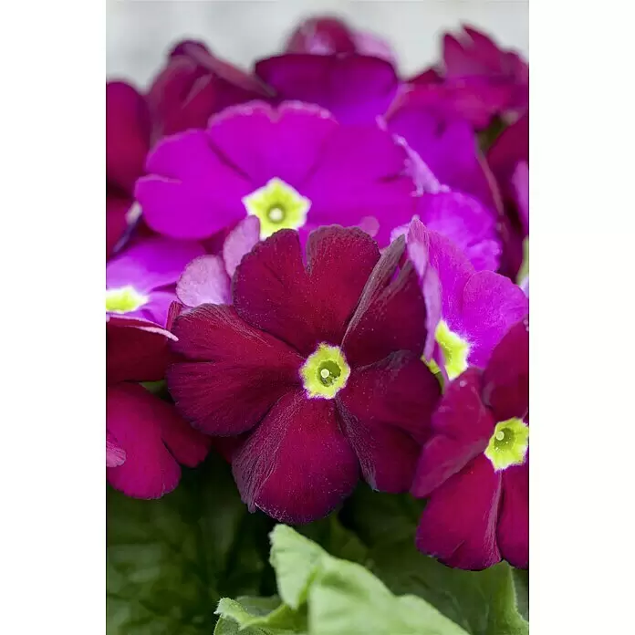 Piardino Primel - Primula obconica, Topfgröße: 12 cm, Verschiedene Farben - Stimmungsaufnahme