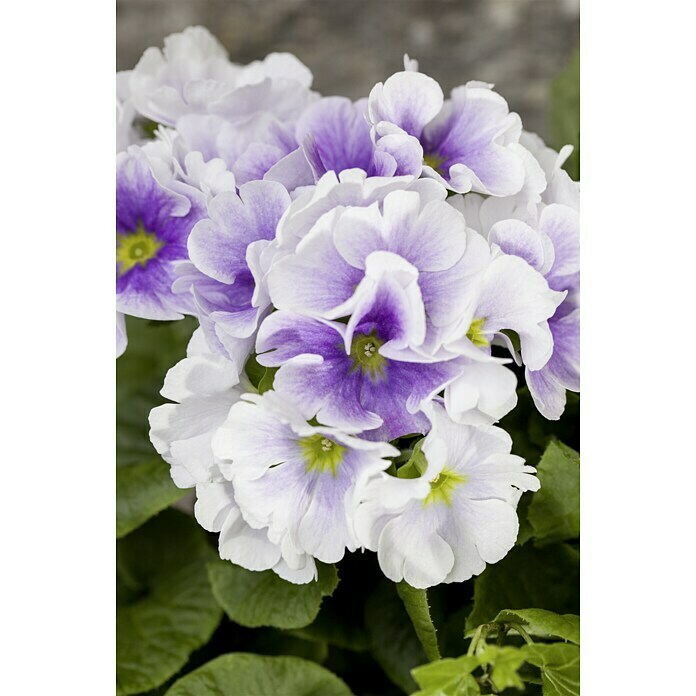 Piardino Primel (Primula obconica, Topfgröße: 12 cm, Verschiedene Farben) | BAUHAUS