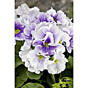 Piardino Primel (Primula obconica, Topfgröße: 12 cm, Verschiedene Farben) | BAUHAUS