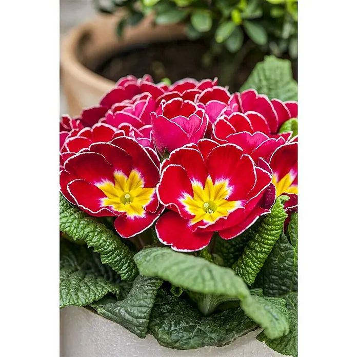Piardino Primel - Primula acaulis, Topfgröße: 10 cm, Variabel - Nahaufnahme von rot-gelben Primelblüten mit weißem Rand, die eine attraktive und lebendige Ergänzung für jeden Garten darstellen.