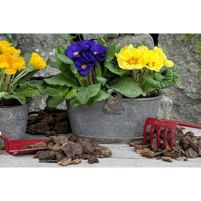 Piardino Primel - Primula acaulis, Topfgröße: 10 cm, Variabel - Nahaufnahme von Primelblüten in Gelb und Blau in einem Zinkeimer mit Gartengeräten und Rindenmulch auf einem Holztisch.