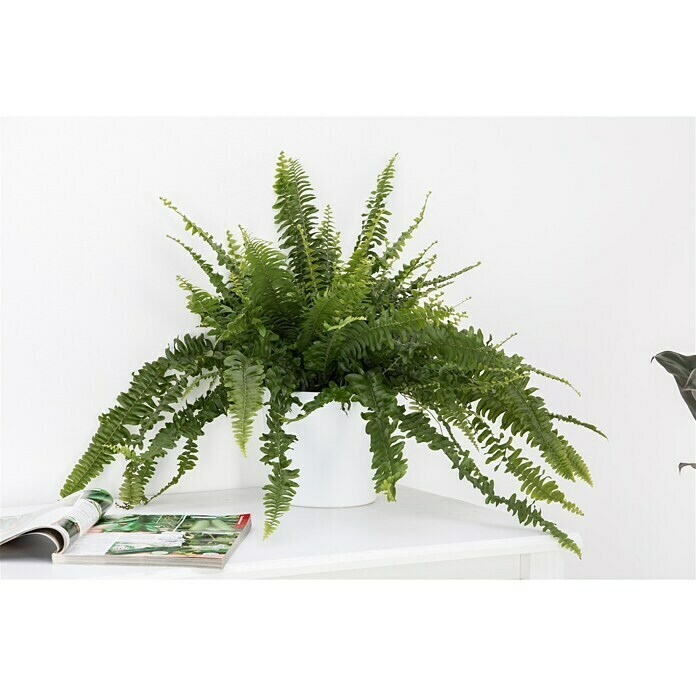 Piardino Schwertfarn (Nephrolepis exaltata 'Green Lady', Topfgröße: 17 cm, Mittelgrün) | BAUHAUS