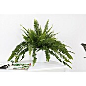 Piardino Schwertfarn (Nephrolepis exaltata 'Green Lady', Topfgröße: 17 cm, Mittelgrün) | BAUHAUS