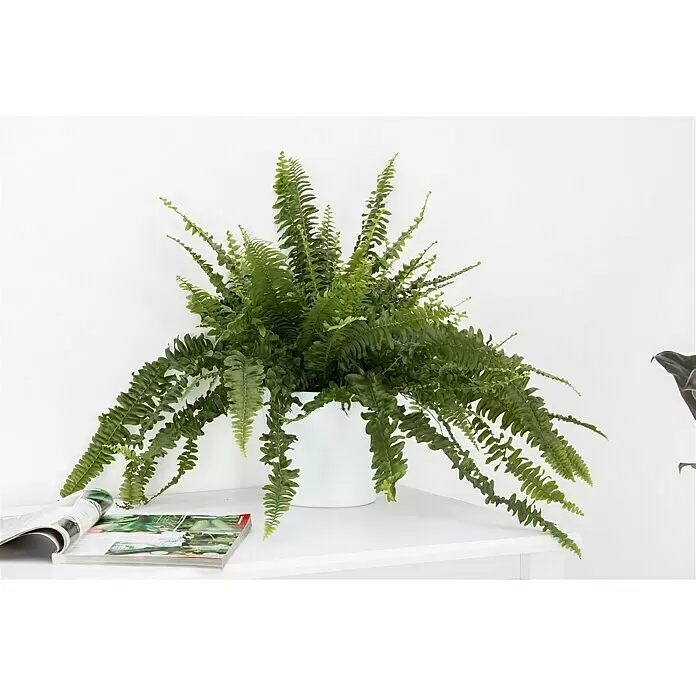 Piardino SchwertfarnNephrolepis exaltata 'Green Lady', Topfgröße: 17 cm, Mittelgrün