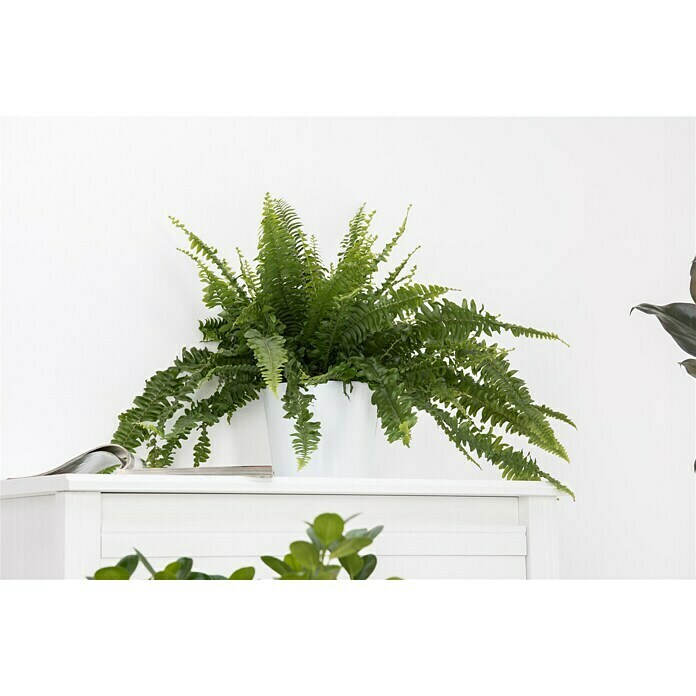 Piardino Schwertfarn (Nephrolepis exaltata 'Green Lady', Topfgröße: 17 cm, Mittelgrün) | BAUHAUS