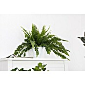 Piardino Schwertfarn (Nephrolepis exaltata 'Green Lady', Topfgröße: 17 cm, Mittelgrün) | BAUHAUS