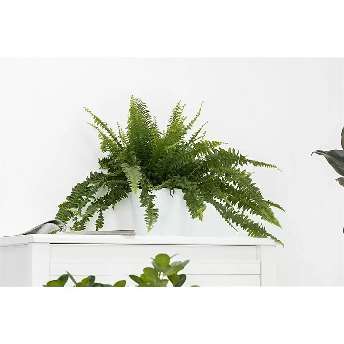 Piardino SchwertfarnNephrolepis exaltata 'Green Lady', Topfgröße: 17 cm, Mittelgrün