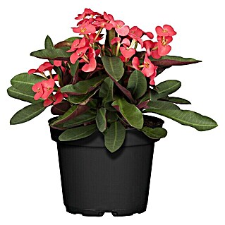 Piardino Christusdorn (Euphorbia milii, Topfgröße: 10 cm, Rot)