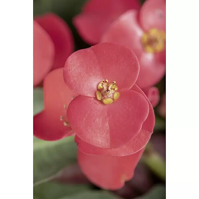 Piardino Christusdorn - Euphorbia milii, Topfgröße: 10 cm, Rot - Stimmungsaufnahme