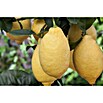 Piardino Zitronenbaum (Citrus limon, Topfgröße: 20 cm, Mit Früchten)